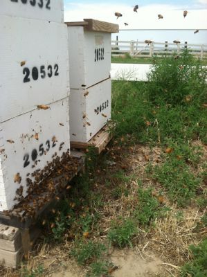 Image showing  Beehive Deep Brood Box Painted and Assembled, 16-1/4 in. x 19-7/8 in. x 9-1/2 in.