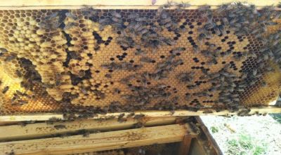 Image showing  Beehive Deep Brood Wooden Frame with Plastic Foundation, 1-3/8 in. x 19 in. x 9-1/8 in.