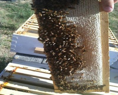 Image showing  Beehive Medium Honey Super Wooden Frame with Plastic Foundation, 1-3/8 in. x 19 in. x 6-1/2 in.