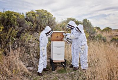 Image showing  Deep Brood Beehive Box with 10 Frames and Foundation, 16-1/4 in. x 19-7/8 in. x 9-1/2 in.