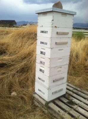 Image showing 6 th Harvest Lane Honey Deep Brood Beehive Box with 10 Frames and Foundation, 16-1/4 in. x 19-7/8 in. x 9-1/2 in.