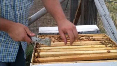 6-1/4" Medium Bee Hive Frames Clear Ponderosa Pine 10 Unassembled. 