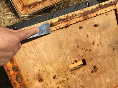 Image showing  Wooden Beehive Inner Cover with Bee Escape Hole