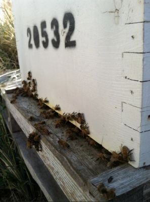 Image showing  Beehive Solid Bottom Board