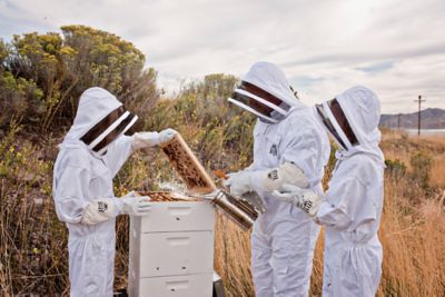 Image showing  Heavy-Duty Polyester Beekeeping Suit