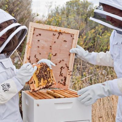8'' Plastic Opener Bee Opening Tool Beekeeping Supplies 