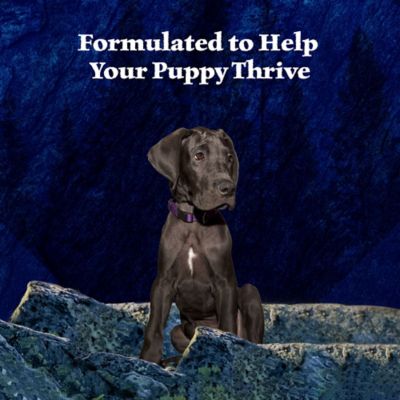 Image showing 6 th Blue Buffalo Wilderness High-Protein Puppy Turkey and Chicken Grill Wet Dog Food, 12.5 oz.