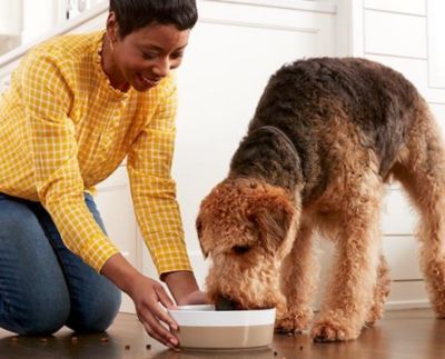 Image showing  Adult Healthy Weight High-Protein Grain-Free Turkey and Chicken Grill Pate Wet Dog Food, 12.5 oz.