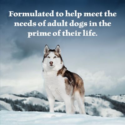 Image showing  Wolf Creek Stew Adult Grain-Free Chunk Chicken In Gravy Wet Dog Food, 12.5 oz.