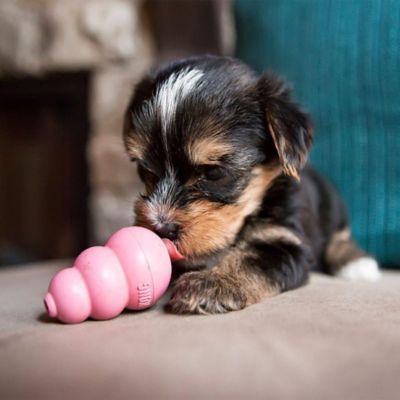Image showing  Puppy Toy, Extra Small Toy