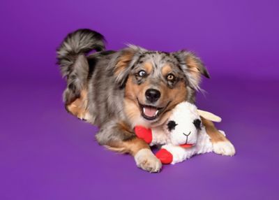 Image showing  Lamb Chop Dog Toy, Jumbo