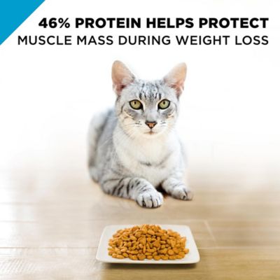 Image showing  Focus Weight Management Chicken & Rice Formula Adult Dry Cat Food