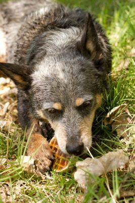 Image showing  Maple Flavor Roofles Dog Treats