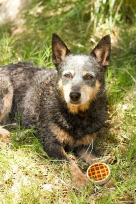 Image showing  Maple Flavor Roofles Dog Treats