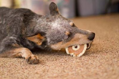 Image showing  Peanut Butter Flavor Barn Bagel Dog Treat