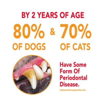 Image showing 6 th Sentry Petrodex Veterinary Strength Enzymatic Poultry Flavor Toothpaste for Dogs