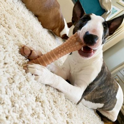 Image showing  DuraChew Bacon Bone Souper