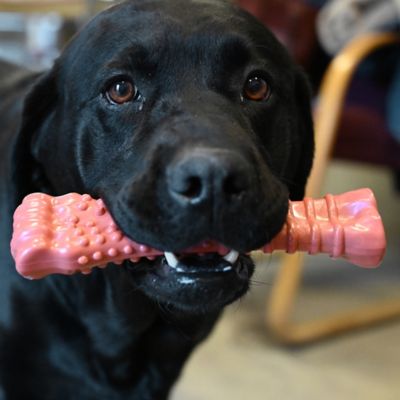 Image showing 6 th Nylabone DuraChew Bacon Bone Souper