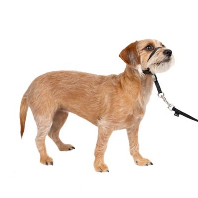 Image showing  Gentle Leader Quick-Release Dog Headcollar