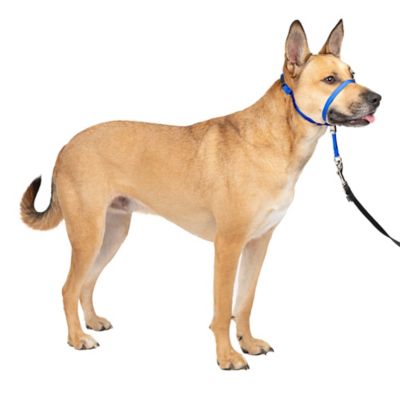 PetSafe Gentle Leader Quick-Release Dog Headcollar