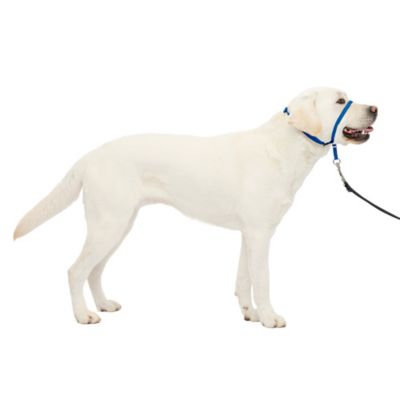 PetSafe Gentle Leader Quick Release Dog Head Collar