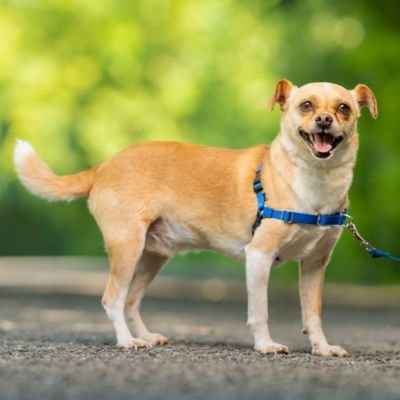 Image showing 8 th PetSafe Easy Walk No-Pull Dog Harness