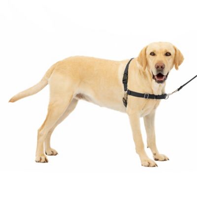 Image showing 0 th PetSafe Easy Walk No-Pull Dog Harness