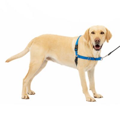 Image showing  Easy Walk No-Pull Dog Harness