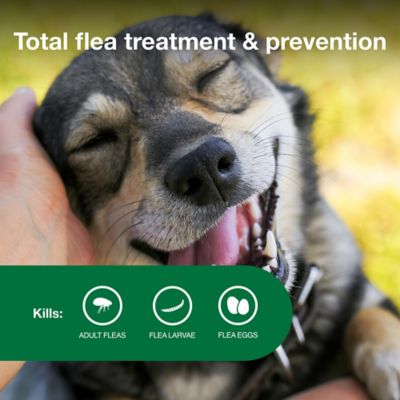 Image showing  II Flea Topical Treatment for Dogs 11-20 lb., 6 Month Supply