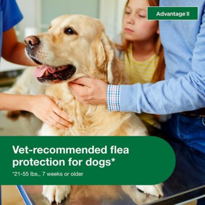 Image showing  II Flea Topical Treatment for Dogs 21-55 lb., 6 Month Supply