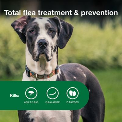 Image showing  II Flea Topical Treatment for Dogs 55+ lb., 6 Month Supply