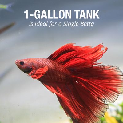 Image showing 7 th Tetra Led Betta Tank, 1 gal.
