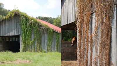 Image showing  32 oz. Total Vegetation Control Weed Preventer Concentrate with Glyphosate and Imazapyr