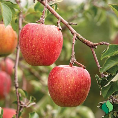 Image showing  Fuji Apple Tree