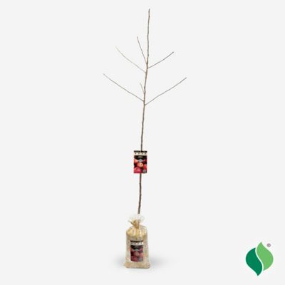 Image showing  Fuji Apple Tree