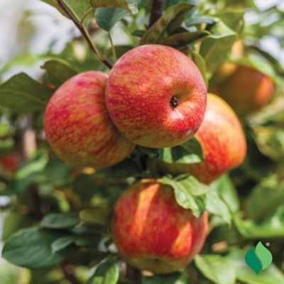 Image showing  Honeycrisp Apple Tree