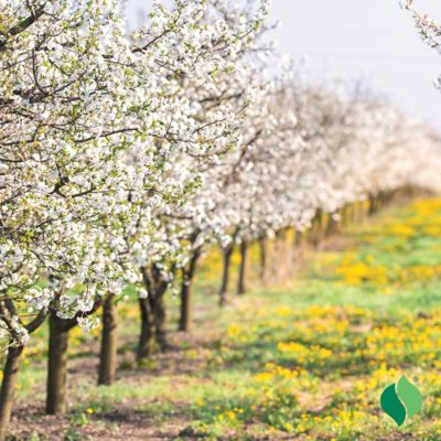 Image showing  Honeycrisp Apple Tree