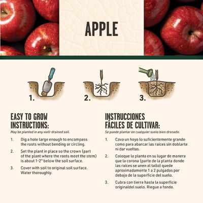 Image showing 6 th DeGroot Honeycrisp Apple Tree