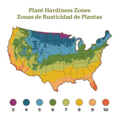 Image showing 7 th DeGroot Honeycrisp Apple Tree