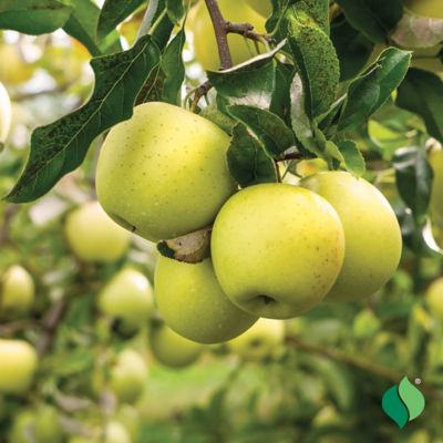 Image showing  Green/Yellow Apple Tree Mutsu Plant