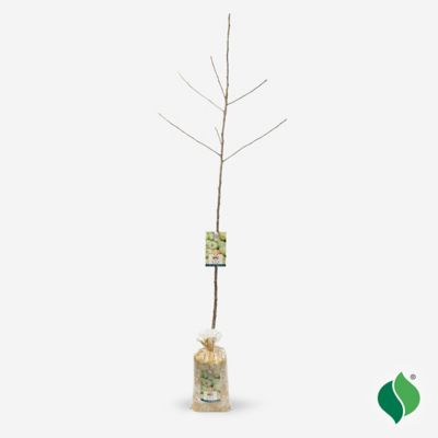 Image showing  Green/Yellow Apple Tree Mutsu Plant