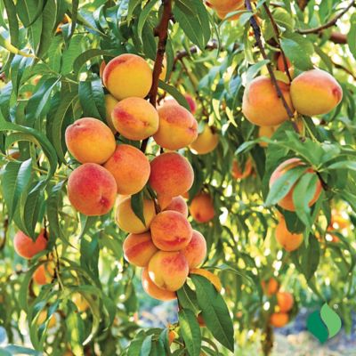 Image showing DeGroot Peach Tree Florida King