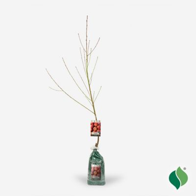 Image showing  Peach Tree Sam Houston