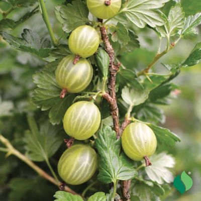 Image showing  Gooseberry Oregon Champion