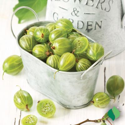 Image showing  Gooseberry Oregon Champion