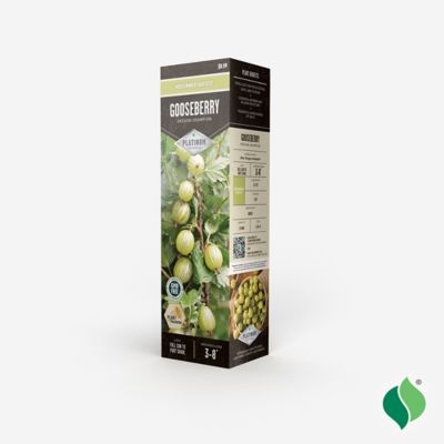 Image showing  Gooseberry Oregon Champion