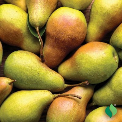 Image showing  Pear Tree Bartlett