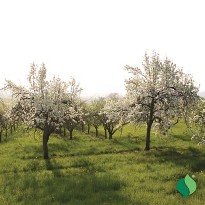 Image showing  Pear Tree Bartlett