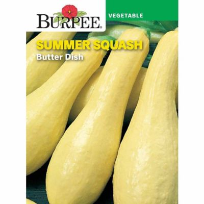 Burpee Squash Butter Dish