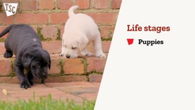 Image showing  Yorkshire Terrier Puppy Dry Dog Food